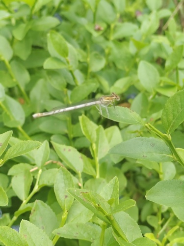 Blue Featherleg