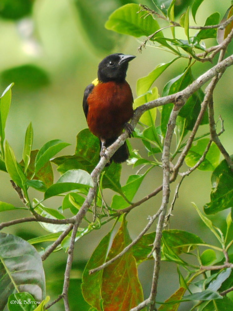 Yellow-Mantled Weaver