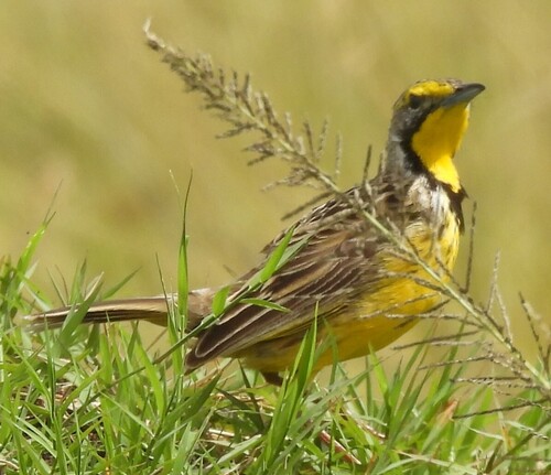 Yellow-throated Longclaw (Macronyx croceus), photo 6