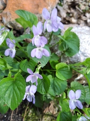 Viola sieheana