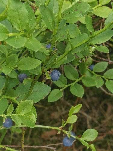 common bilberry