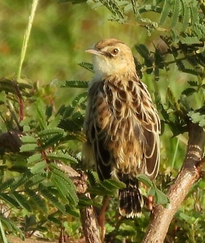 Pectoral-patch Cisticola (Cisticola brunnescens), photo 10
