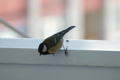 Parus major