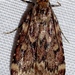 Grease Moth - Photo (c) Ilona L, some rights reserved (CC BY-NC-SA)