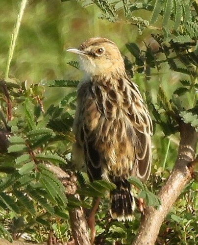 Pectoral-patch Cisticola (Cisticola brunnescens), photo 2