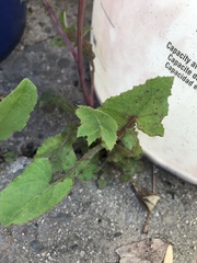 Sonchus oleraceus