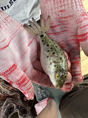 Green Spotted Puffer