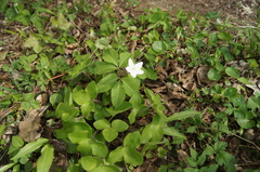 Anemonoides trifolia