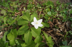 Anemonoides trifolia