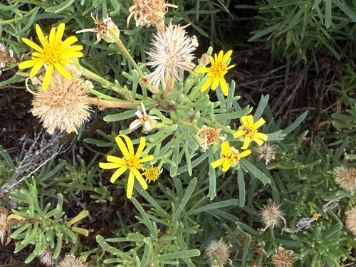 Golden Samphire