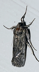 Melitara subumbrella