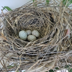 Cardinalis cardinalis