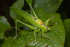 Hexacentrus unicolor