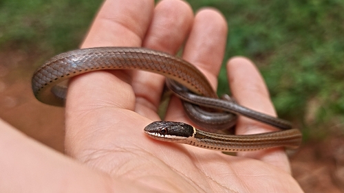 Sibynophis grahami