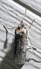 Melitara subumbrella