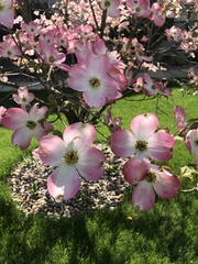 Cornus florida rubra