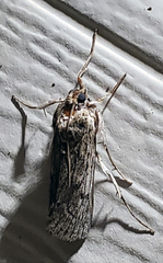 Melitara subumbrella