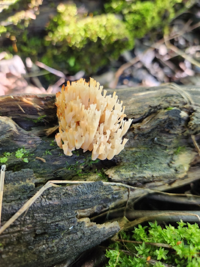 crown-tipped coral fungus · June 2026 · photo: Photo: (c) Star, some rights reserved (CC BY) · iNaturalist