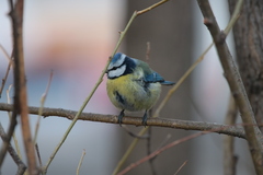 Cyanistes caeruleus