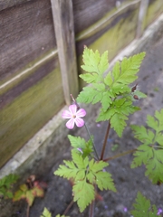 Geranium robertianum