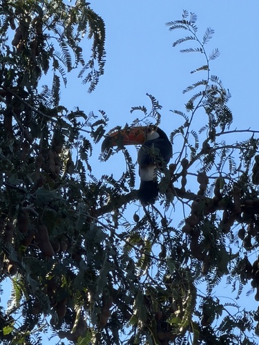 Toco Toucan