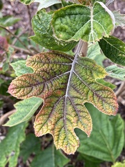 Magnoliopsida