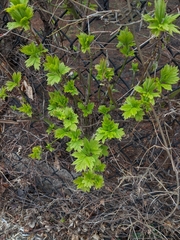 Magnoliopsida