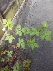 Geranium robertianum