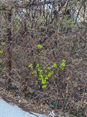 Magnoliopsida