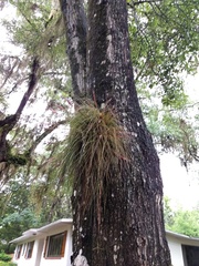 Tillandsia setacea