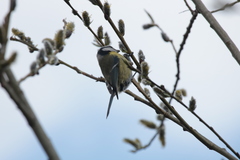 Cyanistes caeruleus