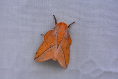 Syssphinx bisecta