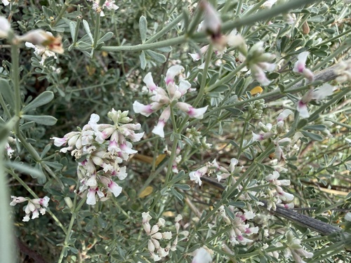prostrate Canary clover