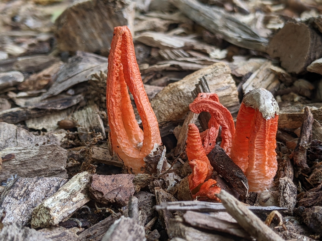 stinky squid · June 2026 · photo: Photo: (c) Maria Aghazarian, some rights reserved (CC BY) · iNaturalist