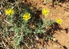 Hirpicium