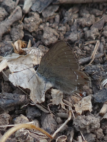 False Ilex Hairstreak, Bragança, 5300, Portugal, photo 5 of 10