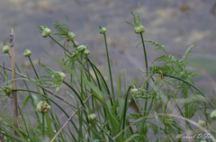 Allium canadense canadense