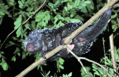 Coendou longicaudatus