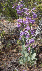 Penstemon pachyphyllus