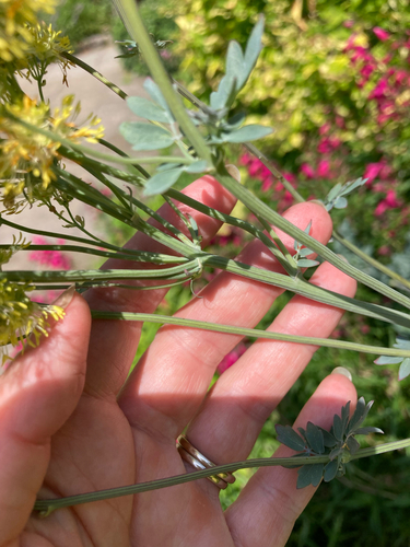 Thalictrum speciosissimum, photograph 3