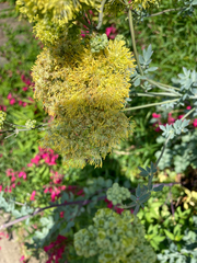 Thalictrum speciosissimum