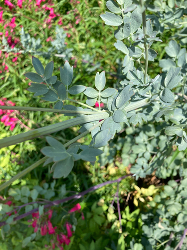 Thalictrum speciosissimum, photograph 2