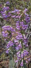 Penstemon pachyphyllus