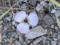 Calochortus invenustus