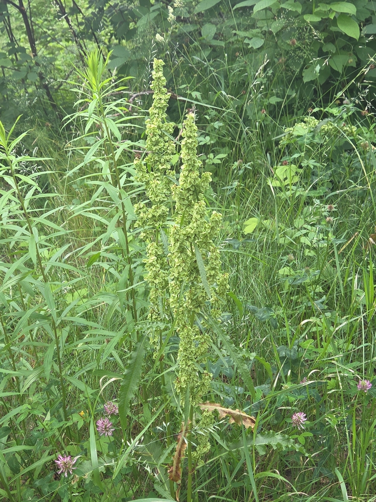 Dooryard dock (Rumex longifolius)