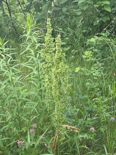 Dooryard dock (Rumex longifolius)