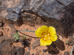 Calochortus aureus