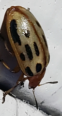 Chrysomela texana