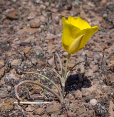 Calochortus aureus