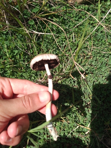 Magic Mushroom